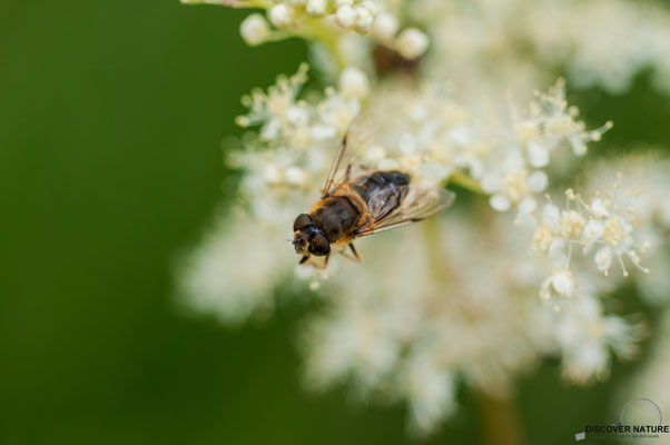 Gemeine Keilfleckschwebfliege (Eristalis pertinax)