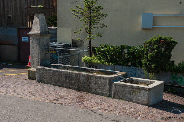 Brunnen Nr. 439 Wieslergasse