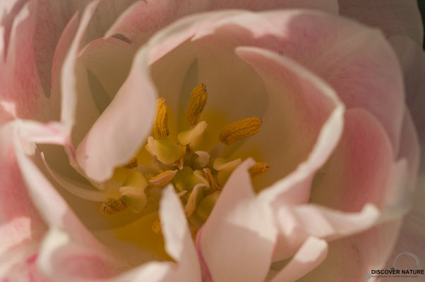 Rosa-Weisse Tulpen