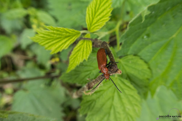 Rotköpfiger (Feuerkäfer Pyrochroa serraticornis)