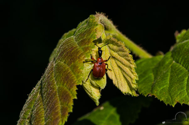 HASELBLATTROLLER (APODERUS CORYLI)