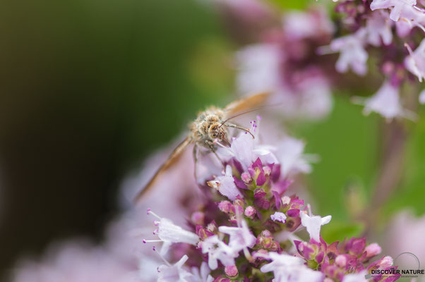 Braune Tageule (Euclidia glyphica)