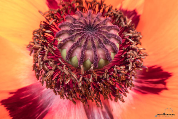 Mohn (Papaver)