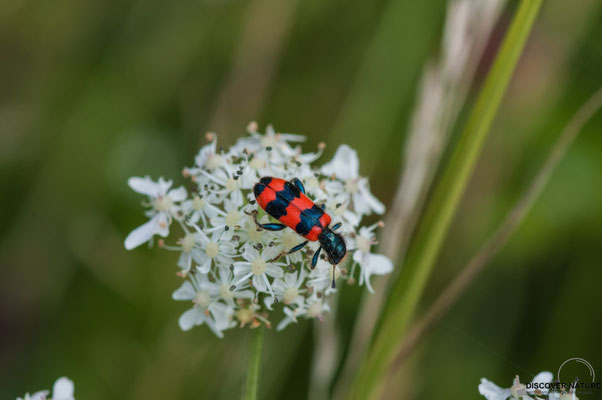 Gewöhnlicher Bienenkäfer (Trichodes apiarius)