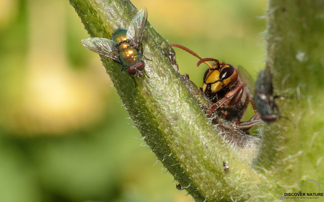 Hornisse und Goldfliege auf Sonnenblume