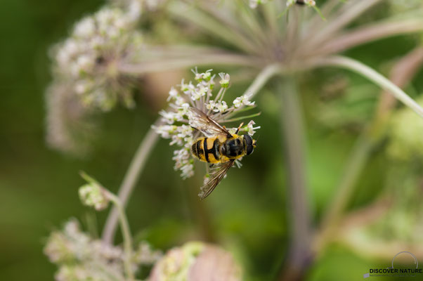 Totenkopfschwebfliege (Myathropa florea)