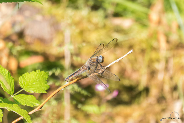Vierfleck (Libellula quadrimaculata)