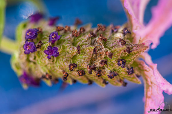 Schmetterlings Lavendel