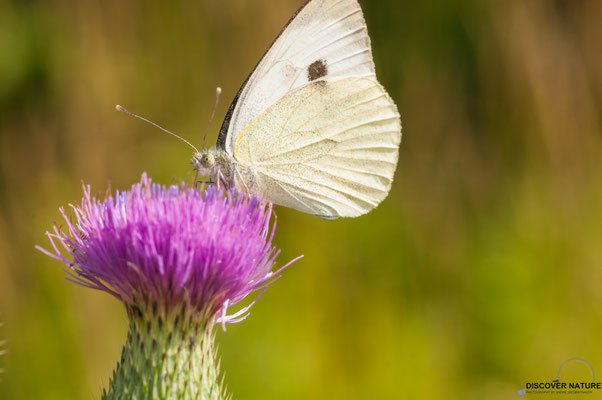 Karstweißling (Pieris mannii ssp. alpigena)