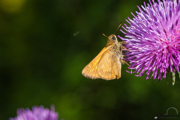 Rostfarbiger Dickkopffalter (Ochlodes sylvanus)