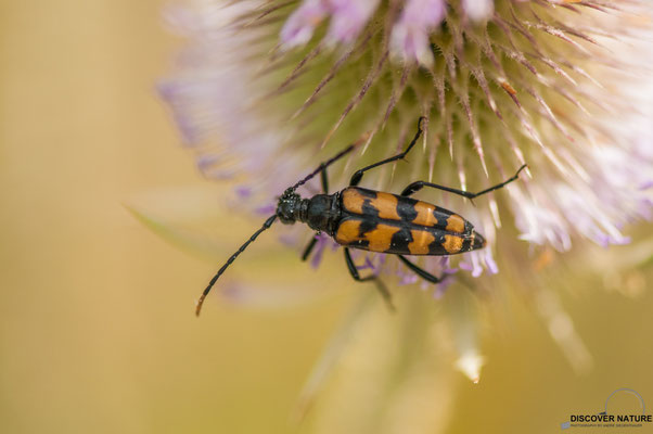 Vierbindige Schmalbock (Leptura quadrifasciata)