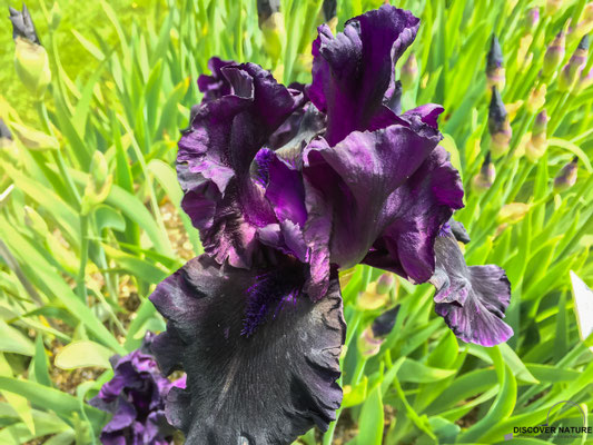 Iris (After Dark)