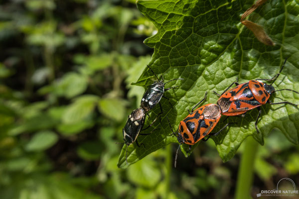 Schwarzrückige Gemüsewanze (Eurydema ornata)  & Kohlwanze (Eurydema oleracea)