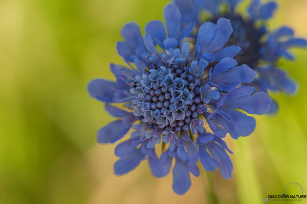 Acker-Witwenblume (Knautia arvensis)