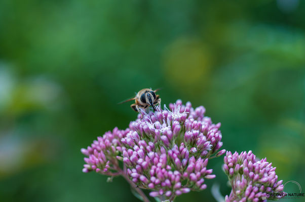 Gemeine Keilfleckschwebfliege (Eristalis pertinax)