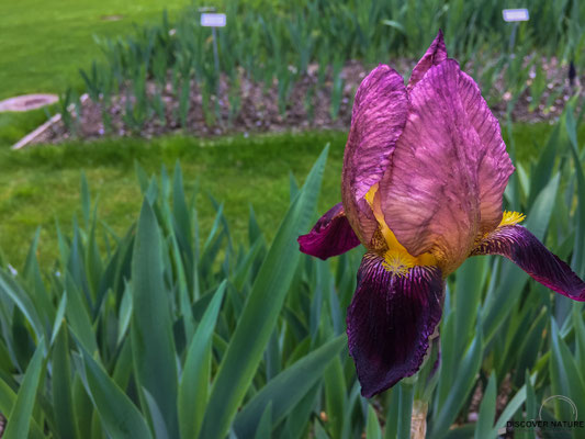 Iris