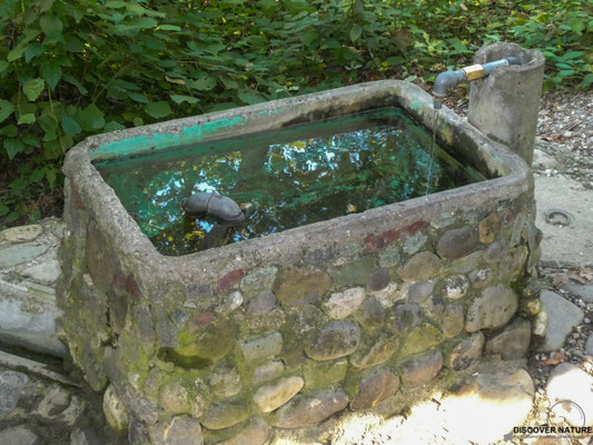 Alter Brunnen im Wald - Bülach
