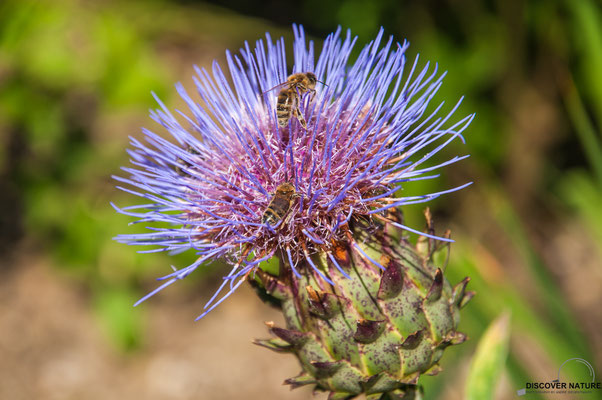 Blühende Artischocke mit Bienen