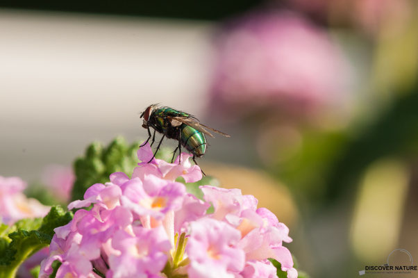 Goldfliege (Lucilia sericata)
