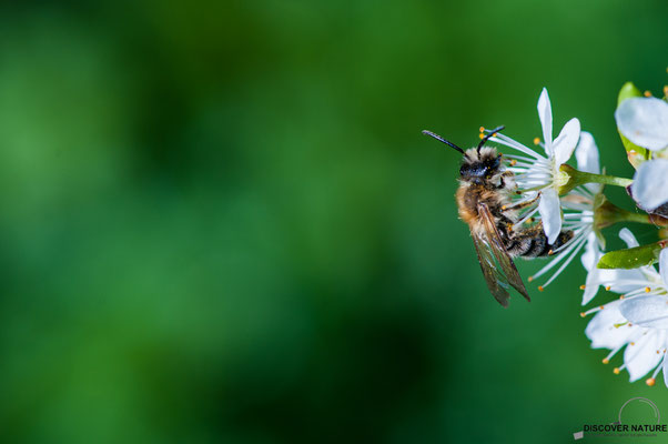 SANDBIENE (ANDRENA SPEC.)