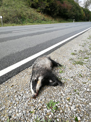 Der Verkehr ist für  den Dachs und viele weitere Wildtiere ein echtes Problem. 