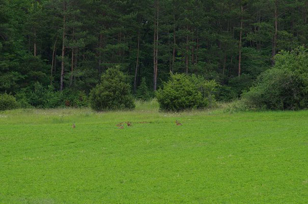 Hasenhochzeit: Während der Paarungszeit, kommt es zu regelrechten Hasenaufläufen.