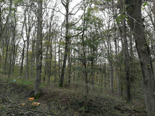 Ein vertrockneter alter Buchenbestand im Lkr. NEA