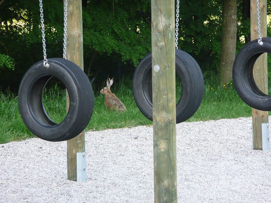 Spielplätze können Hasen auch gefallen. 