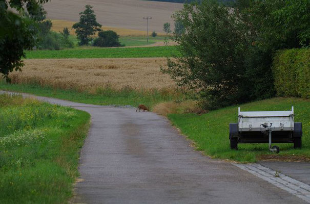 Manchmal benutzt er auch die Straße vor meinem Haus ...