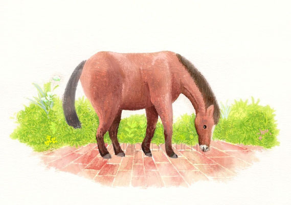 馬　イラスト