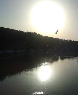 Mentre un gabbiano sorvola il Tevere - www.romaapiedi.com