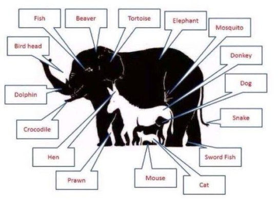 Wie viele Tiere siehst Du? (11-16)