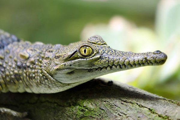 Junges Australisches Süßwasser-Krokodil (Crocodylus johnsoni )