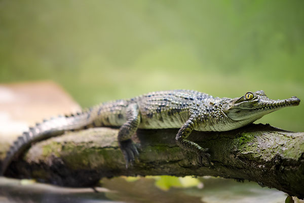Junges Australisches Süßwasser-Krokodil (Crocodylus johnsoni )