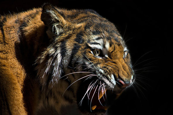 Sibirischer Tiger (Panthera tigris altaica), Tiergarten Nürnberg