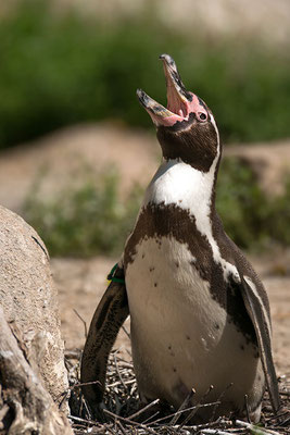 Humboldt-Pinguin (Spheniscus humboldti), Tierpark Hellabrunn