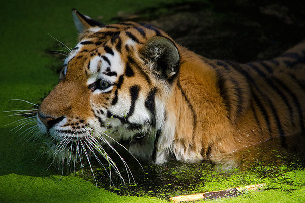 Sibirischer Tiger (Panthera tigris altaica), Tiergarten Nürnberg