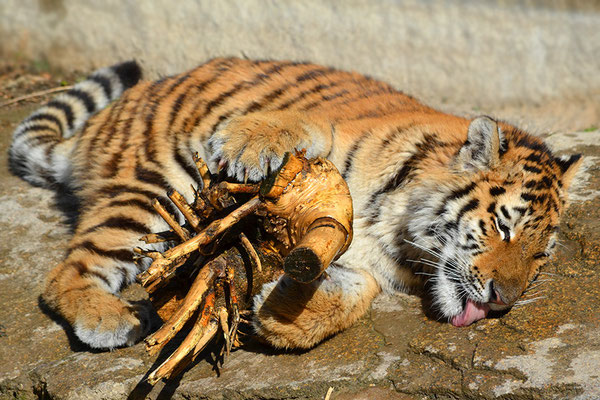 Junger Sibirischer Tiger (Panthera tigris altaica), Tierpark Berlin-Friedrichsfelde