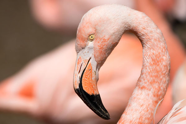 Rosa Flamingo (Phoenicopterus roseus), Tierpark Hellabrunn