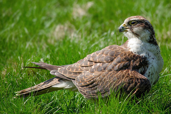 Sakerfalke (Falco cherrug), Falknerei Walter im Wildpark Gersfeld