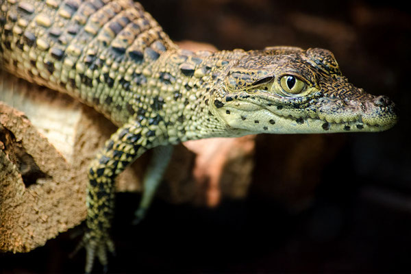 Junges Kuba-Krokodil (Crocodylus rhombifer), Tümpelgarten Fulda