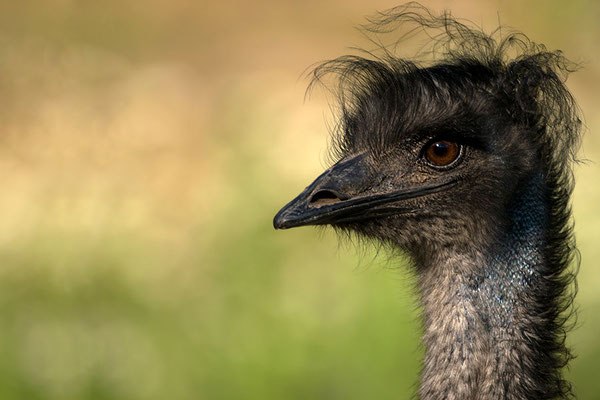 Emu (Dromaius novaehollandiae), Tiergarten Nürnberg
