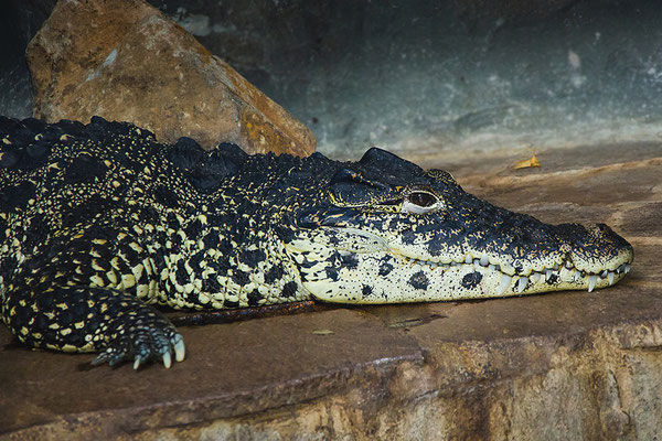 Kuba-Krokodil (Crocodylus rhombifer), Tümpelgarten Fulda