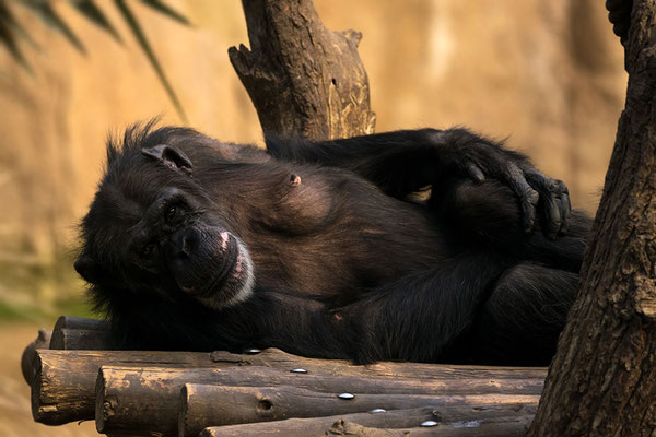 Bonobo (Pan paniscus), Zoo Leipzig