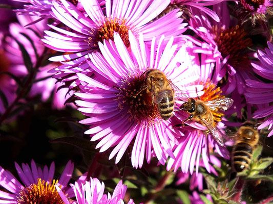 Westliche Honigbiene, Botanischer Garten Halle