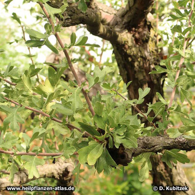 Azaroldorn (Crataegus azarolus)