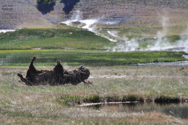 Auch Bisons wälzen sich gerne im nassen Gras