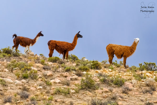 Lamas in den Anden