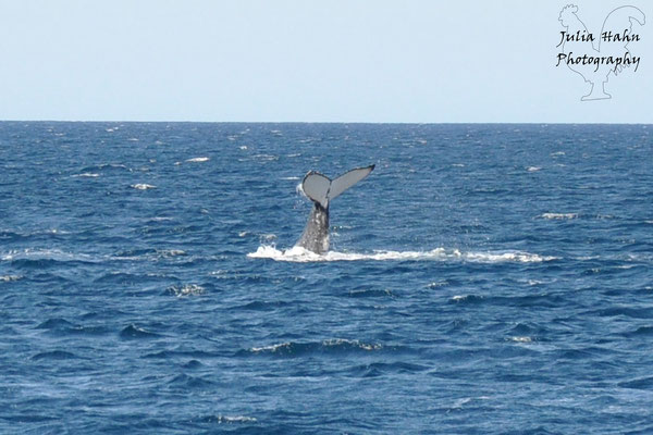Wal vor der Küste