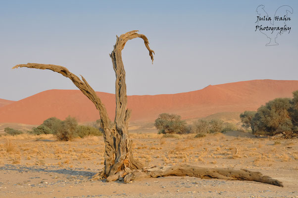 Namib-Naukluft Park